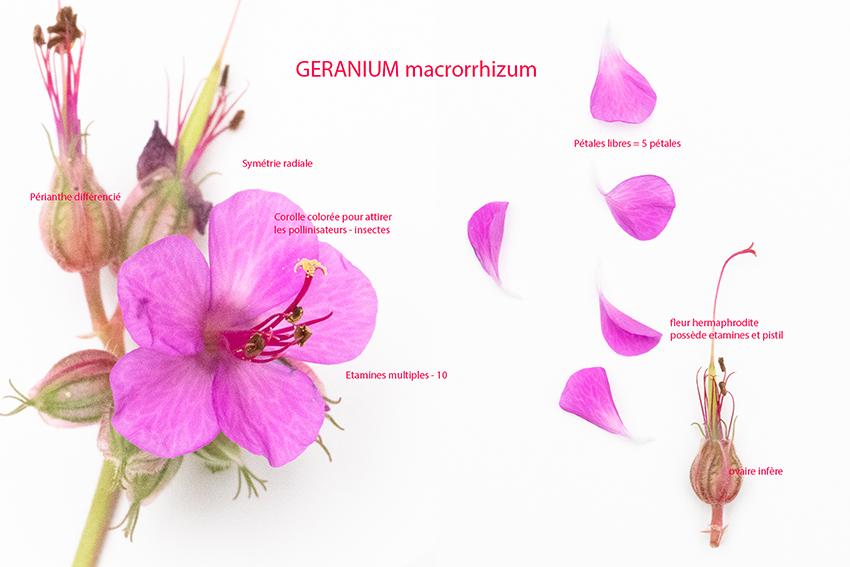 Annexe geranium_fleur.jpg