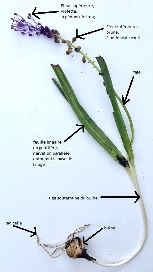 Annexe LeopoldiaComosaEntiere.jpg