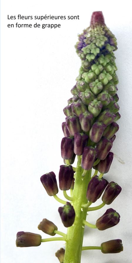Annexe LeopoldiaComosaGrappe.jpg