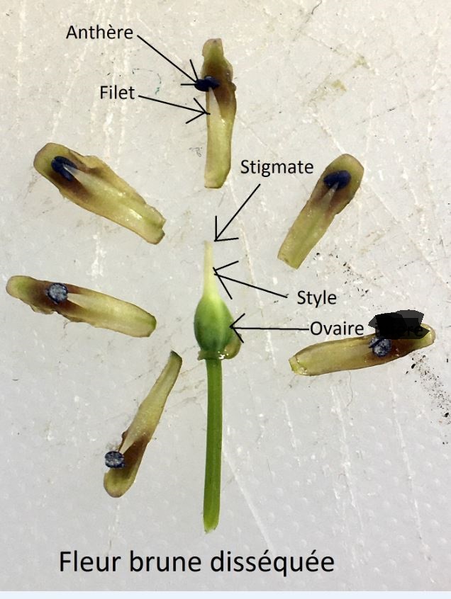 Annexe LeopoldiaFleurBruneDisséquée.jpg