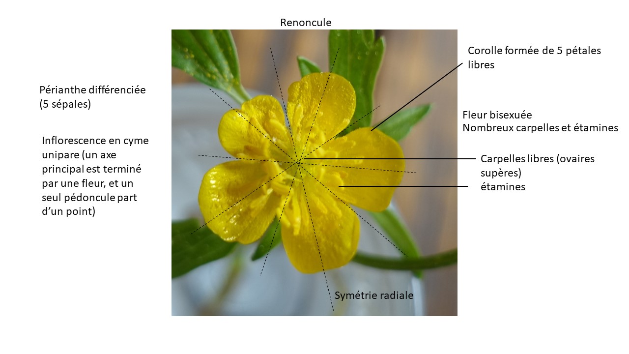 Annexe botanique.jpg