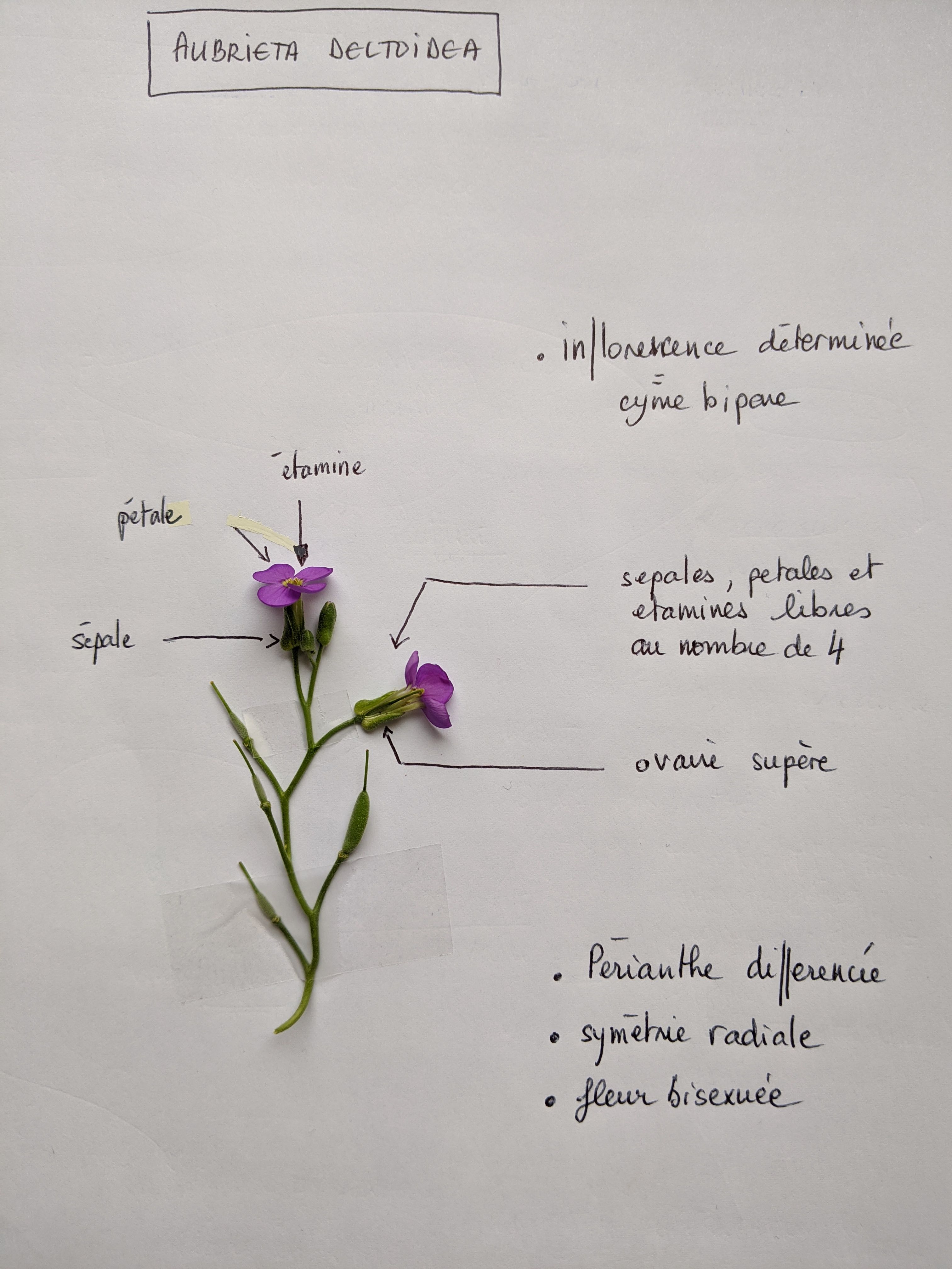 Annexe Aubretia Deltoidea.jpg