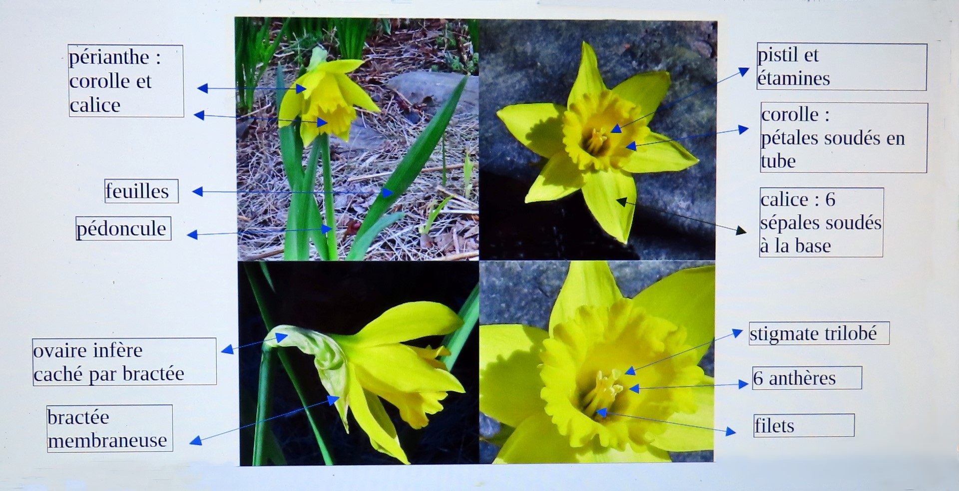 Annexe Jonquille ses parties IMG_9556 (Large).JPG