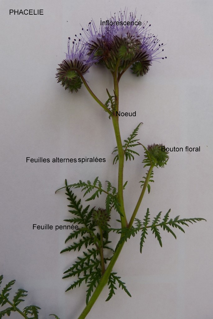 Annexe Phacélie.jpg