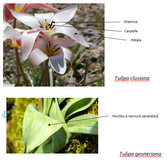 Annexe tulipe.PNG