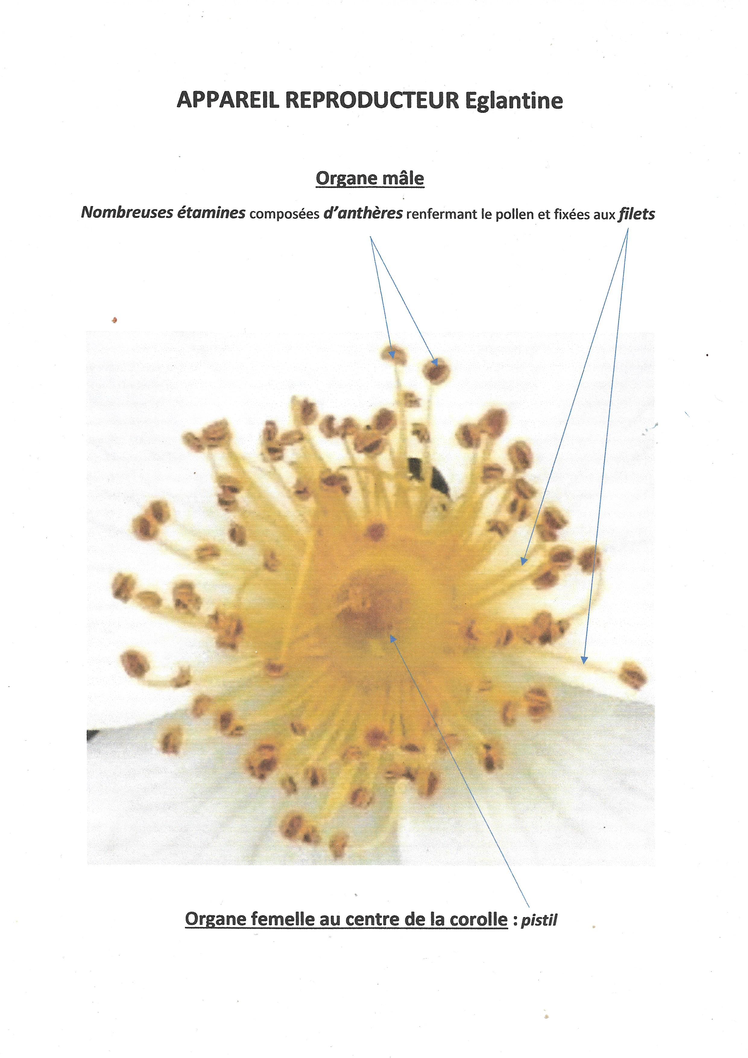 Annexe Appareil reproducteur Eglantine.jpg