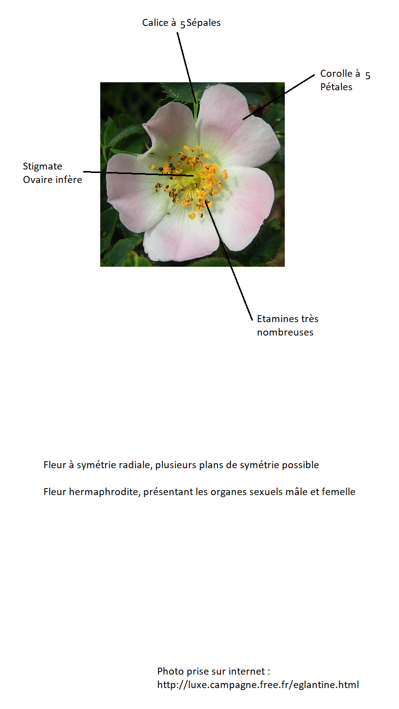 Annexe églantier fleur shéma.png