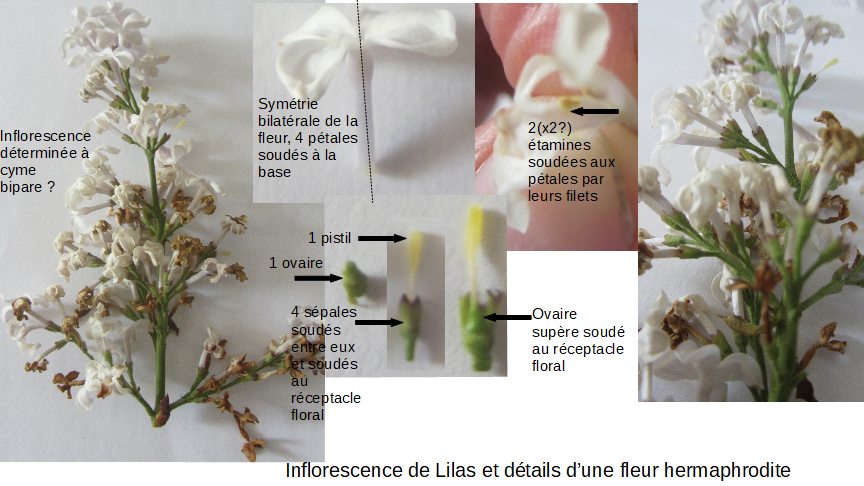 Annexe fleur_lilas.PNG