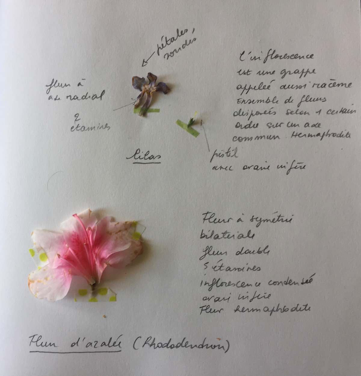 Annexe Etude de fleurs.jpg
