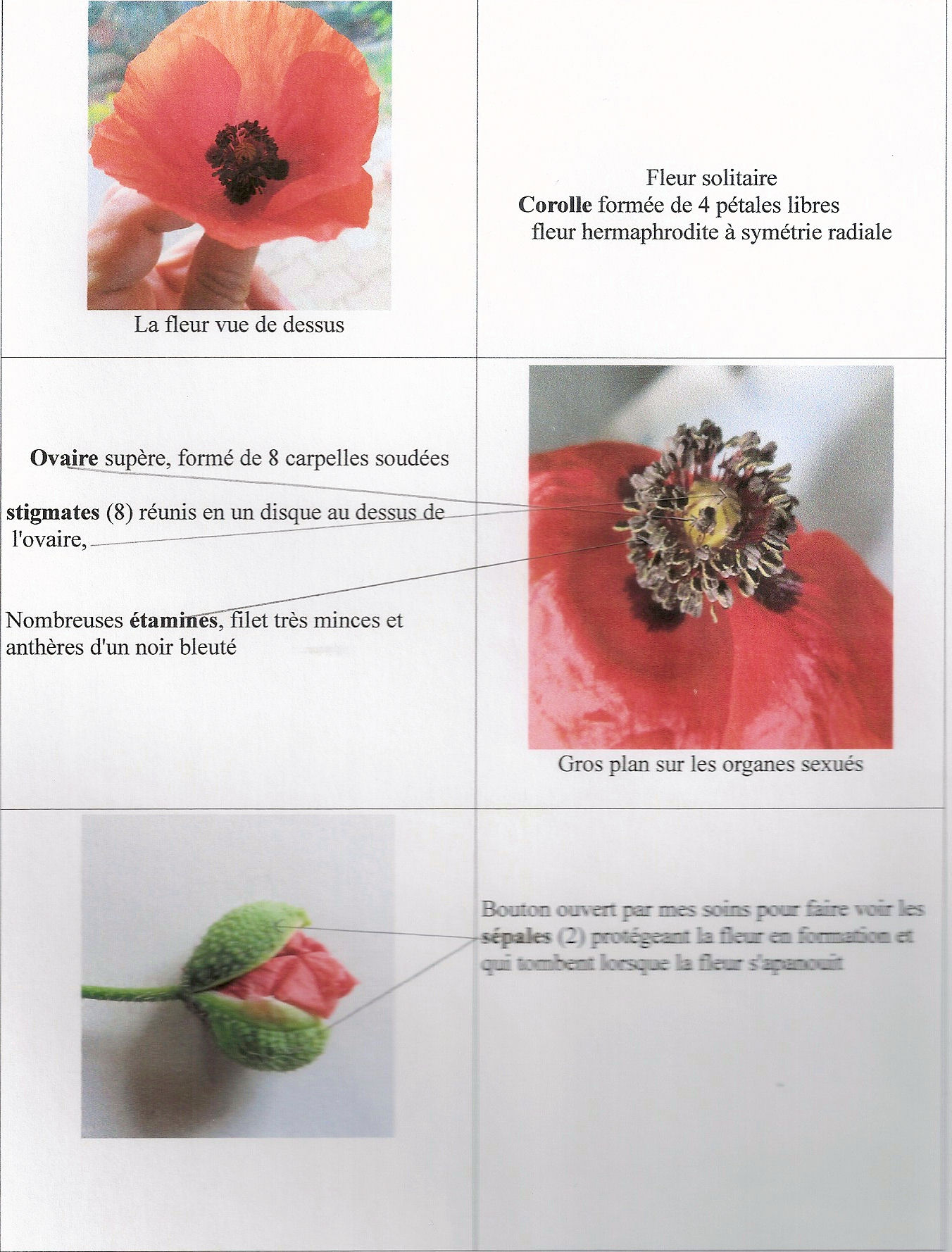 Annexe fleur-coquelicot.jpg