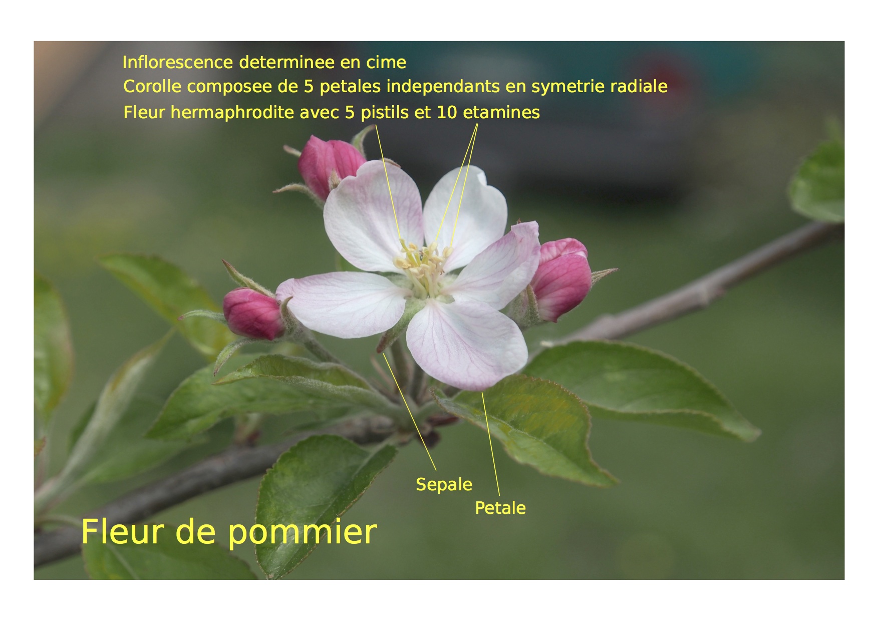Annexe Fleur pommier.jpg