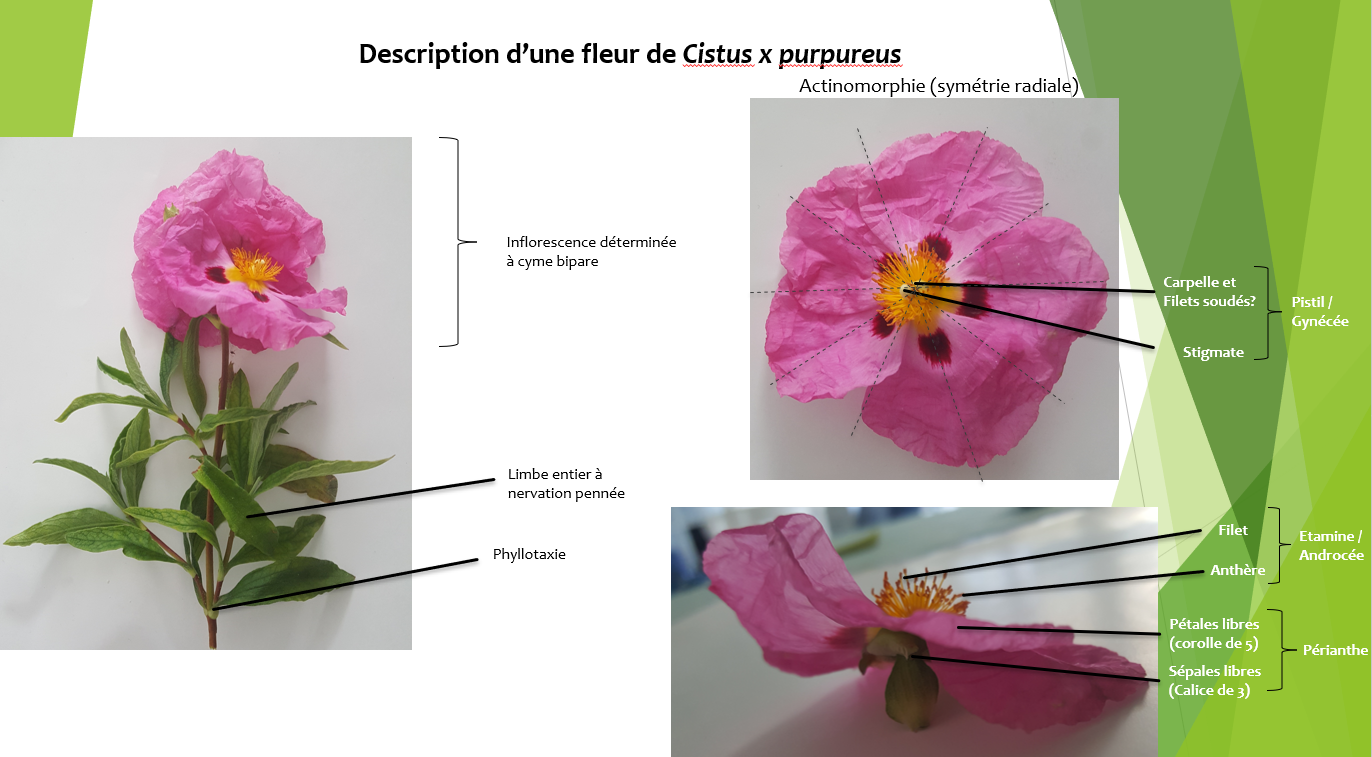 Annexe Exercice description dune fleur de Cistus.png
