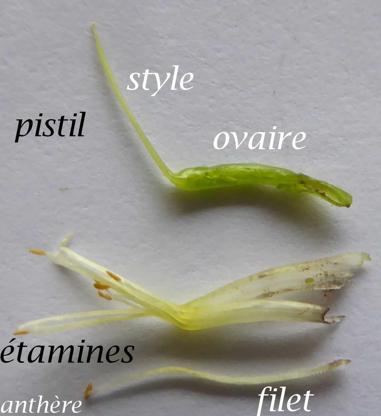 Annexe appareil reproducteur.jpg