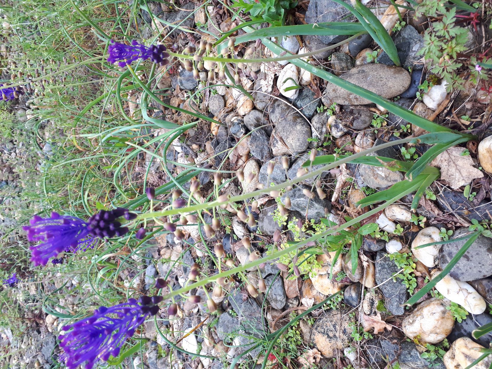 Annexe 20200422_161632-2.jpg