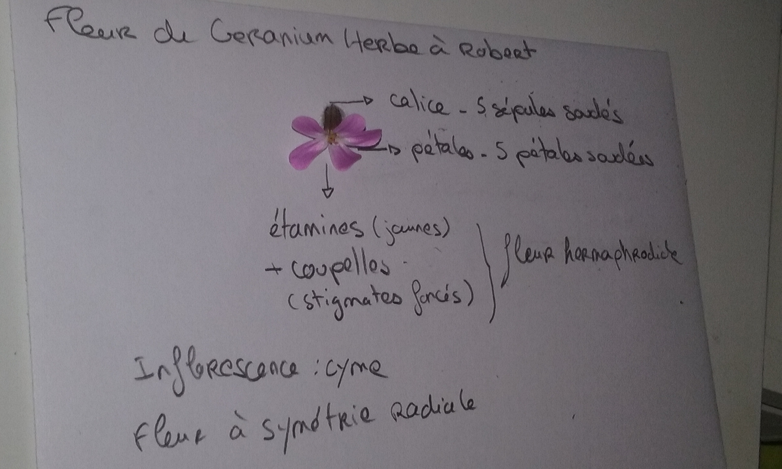 Annexe 20200422_192927.jpg