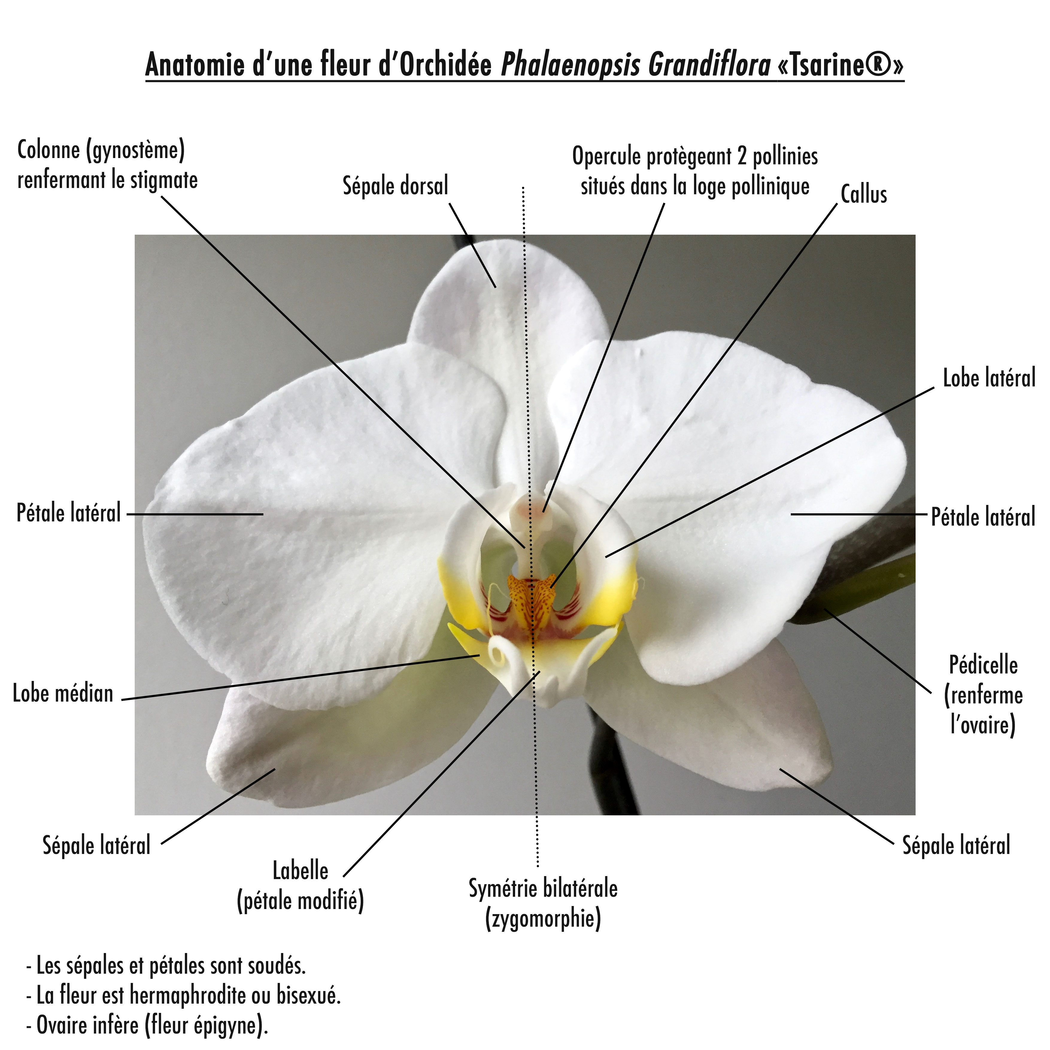 Annexe anatomie dune orchidée Phalaenopsis Grandiflora