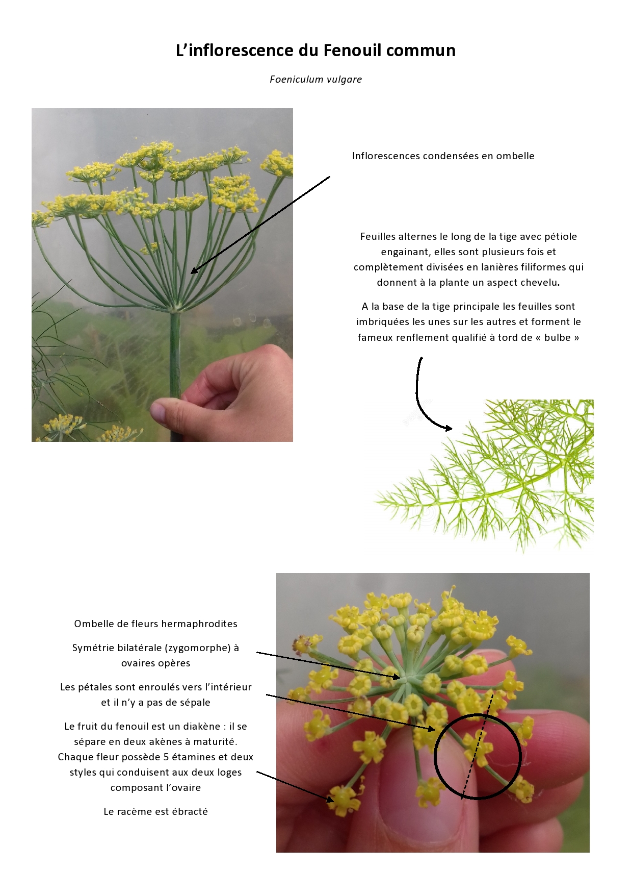 Annexe Fenouil-page0001.jpg