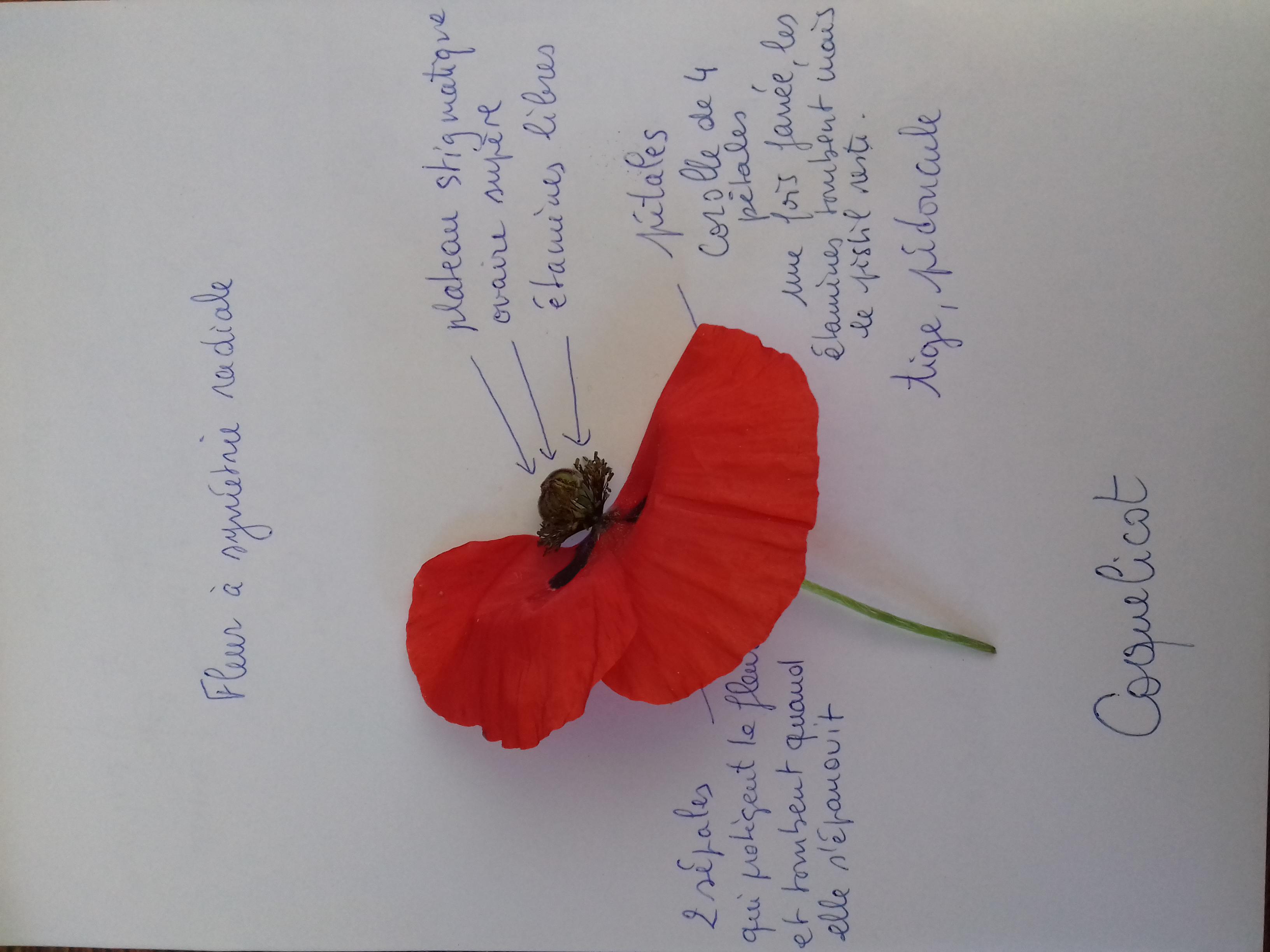 Annexe 20200423_111956-ConvertImage.jpg