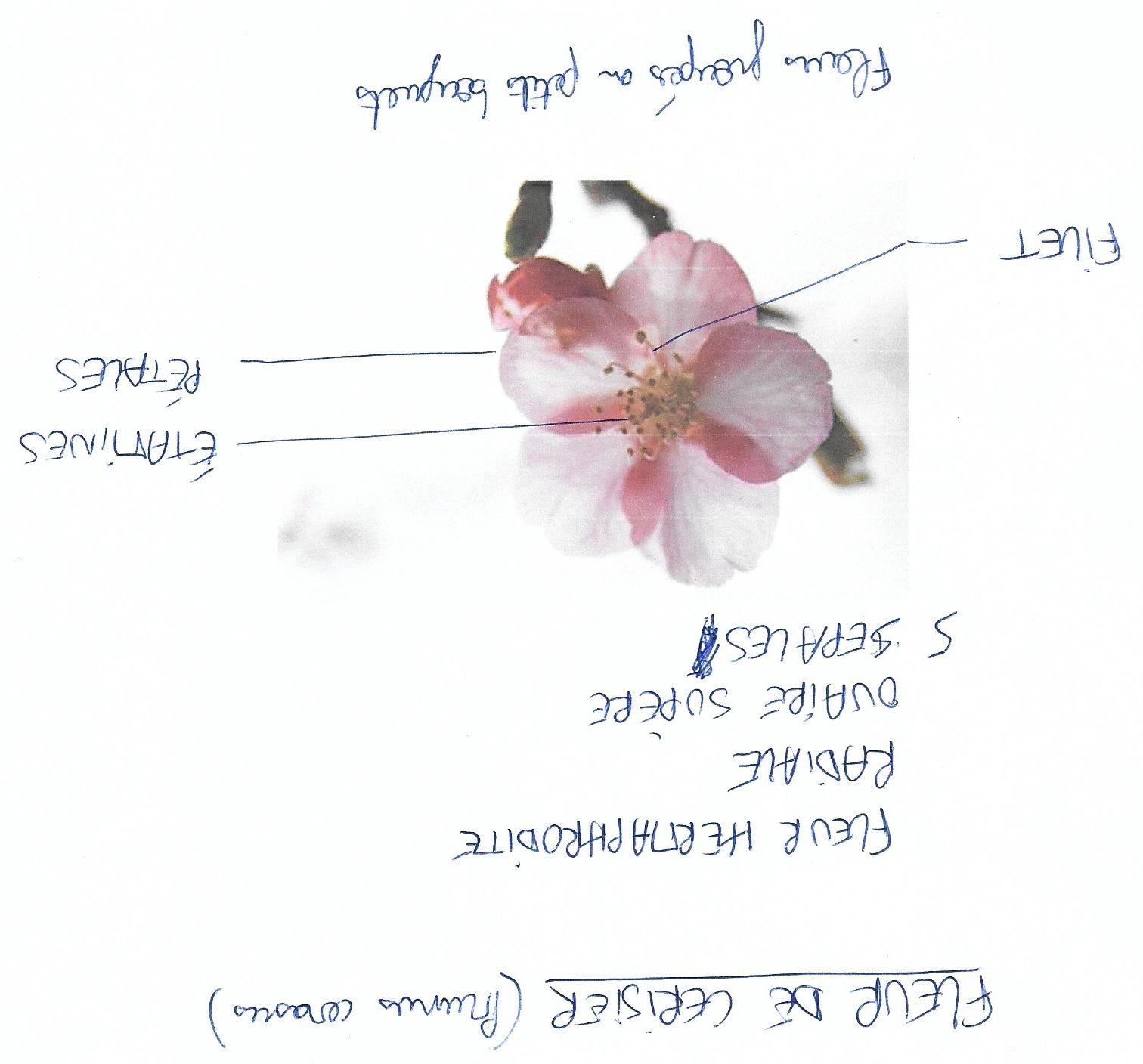 Annexe Fleur de cerisier.jpg