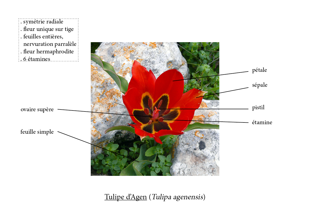 Annexe tulipa-agenensis.png