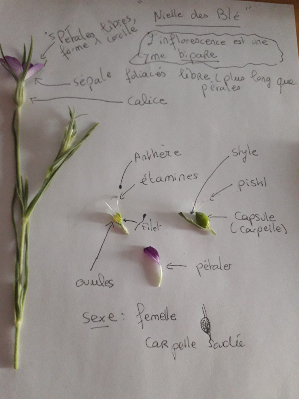 Annexe nielle feuille.jpg