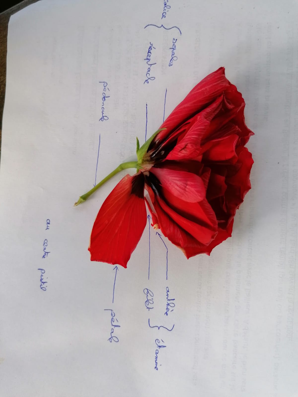 Annexe 56CB495F-D11D-4911-A22F-0E7D20CC5D36.jpeg