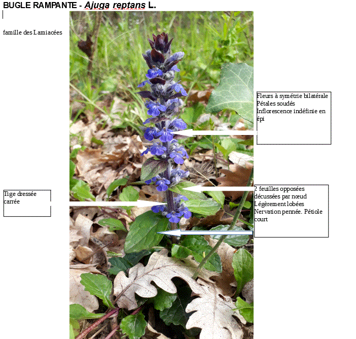 Annexe fleur familière.GIF