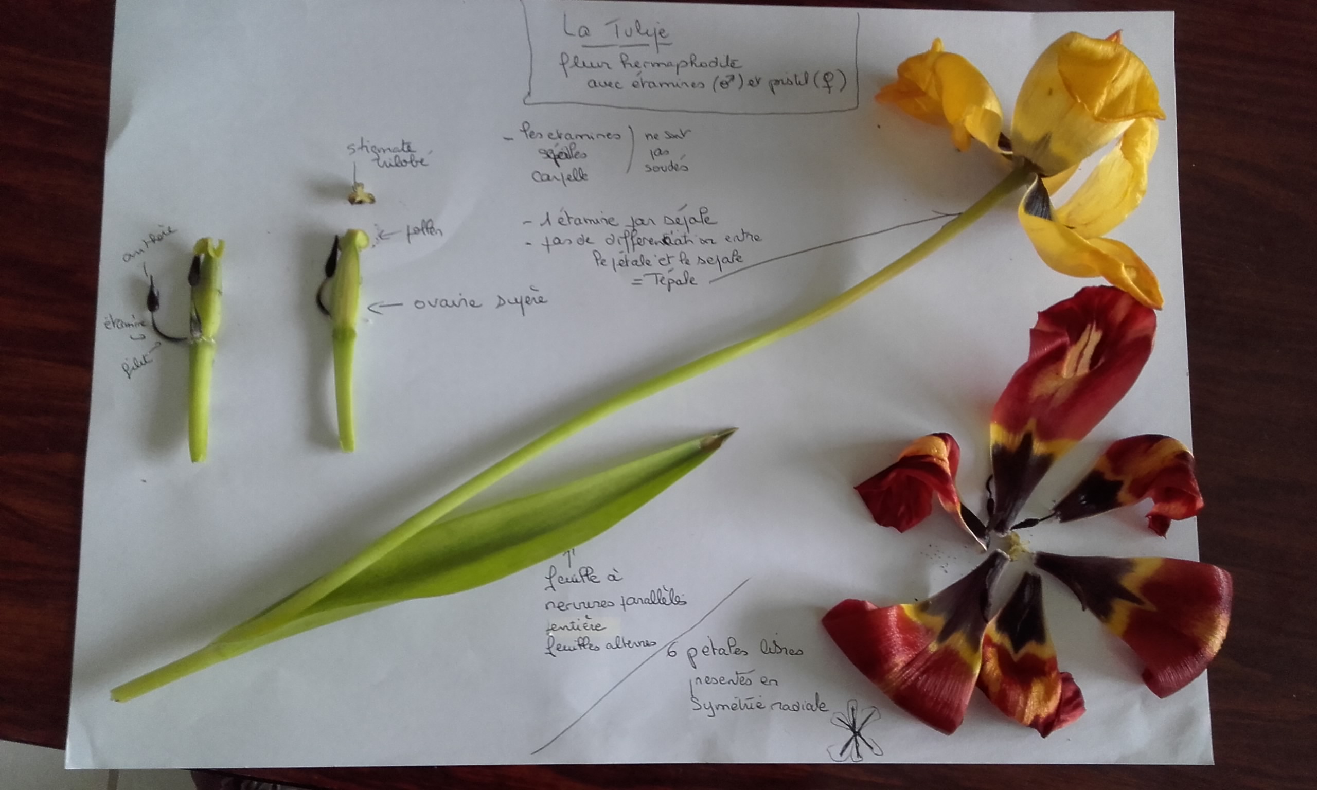 Annexe descrption dune tullipe.jpg