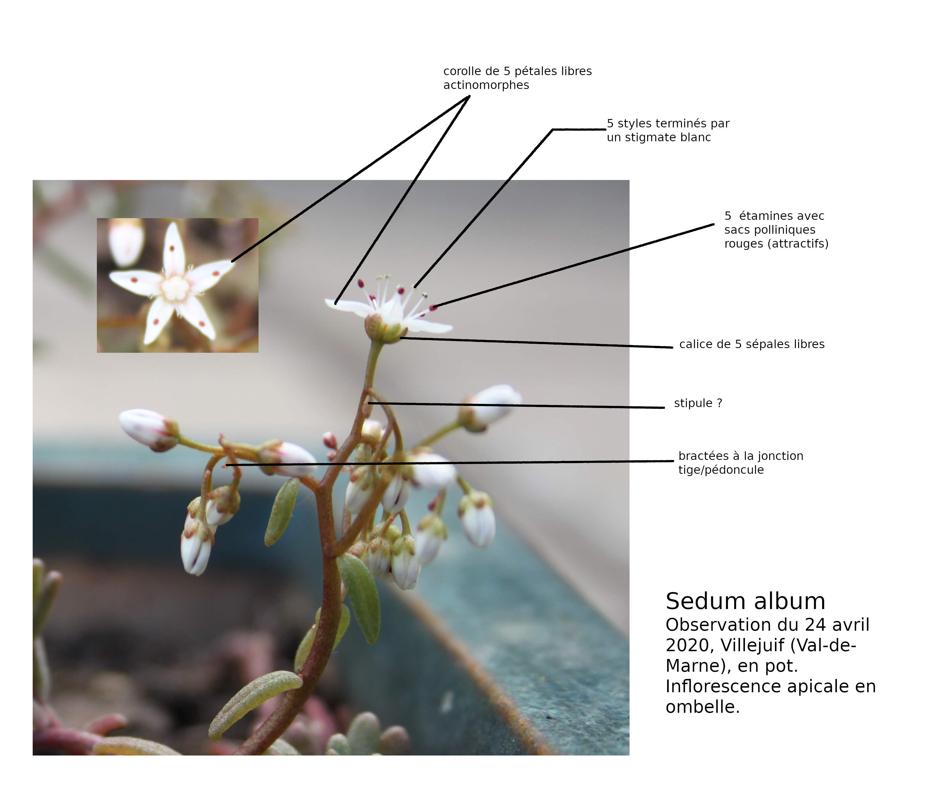 Annexe inflo_description_18-04.JPG