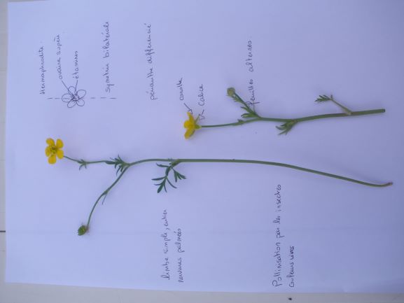 Annexe P4240003 2.JPG