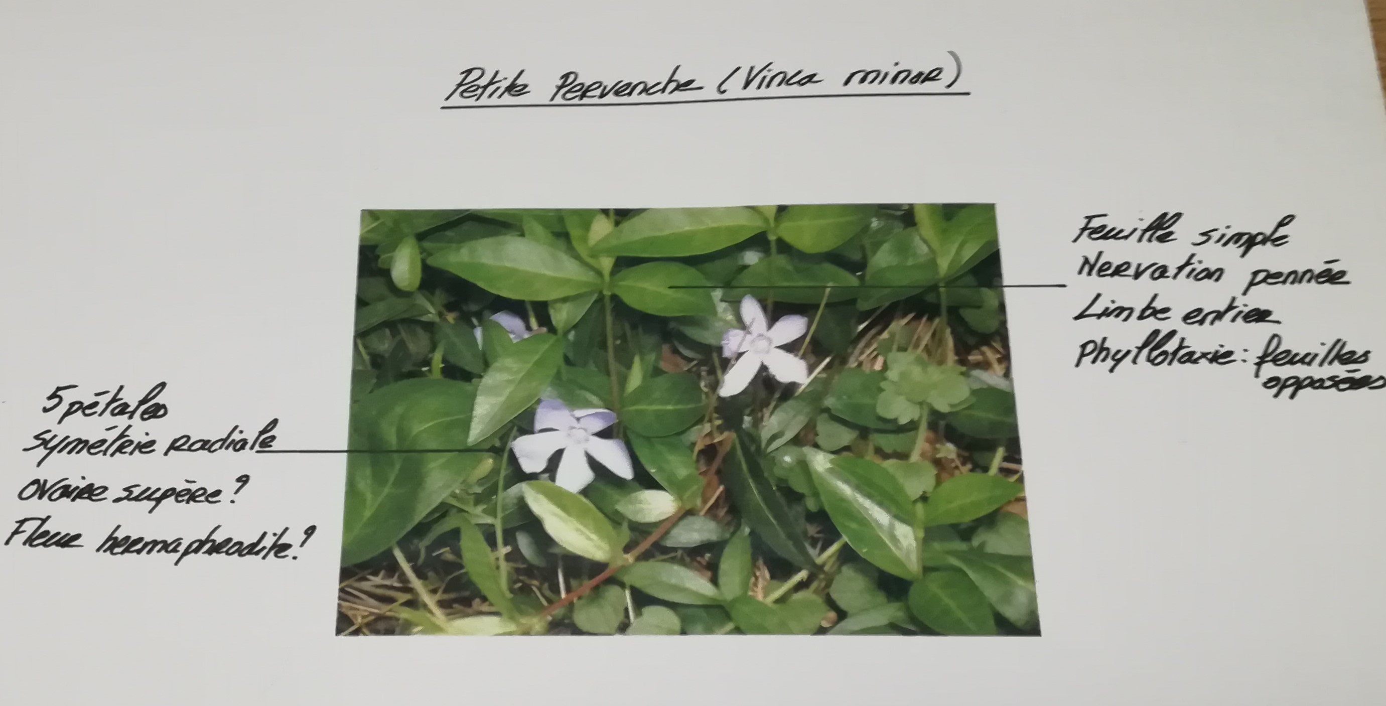 Annexe description petite pervenche.jpg