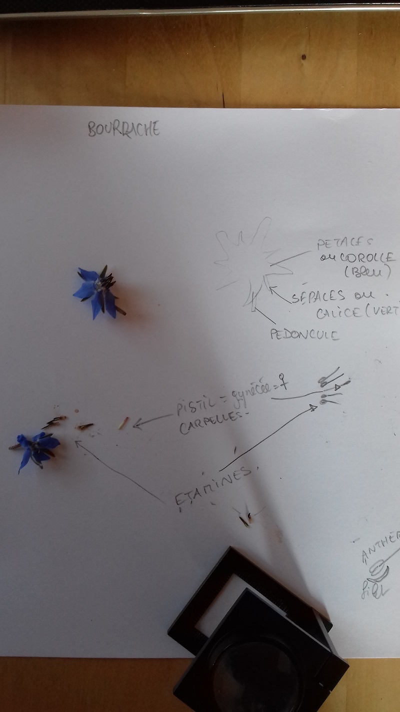 Annexe 20200425_100058.jpg