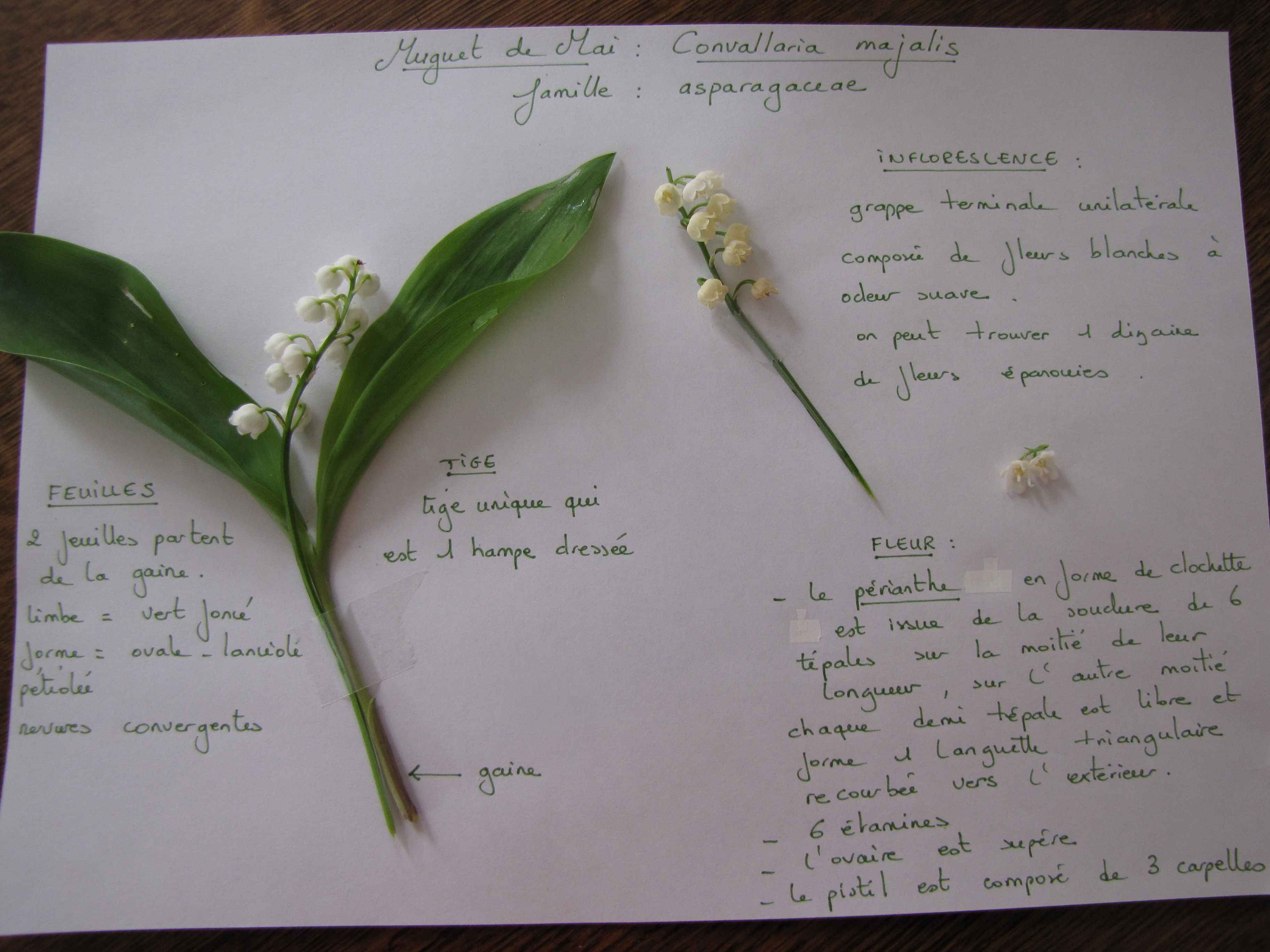 Annexe fleur familiere belle inconnue.jpg