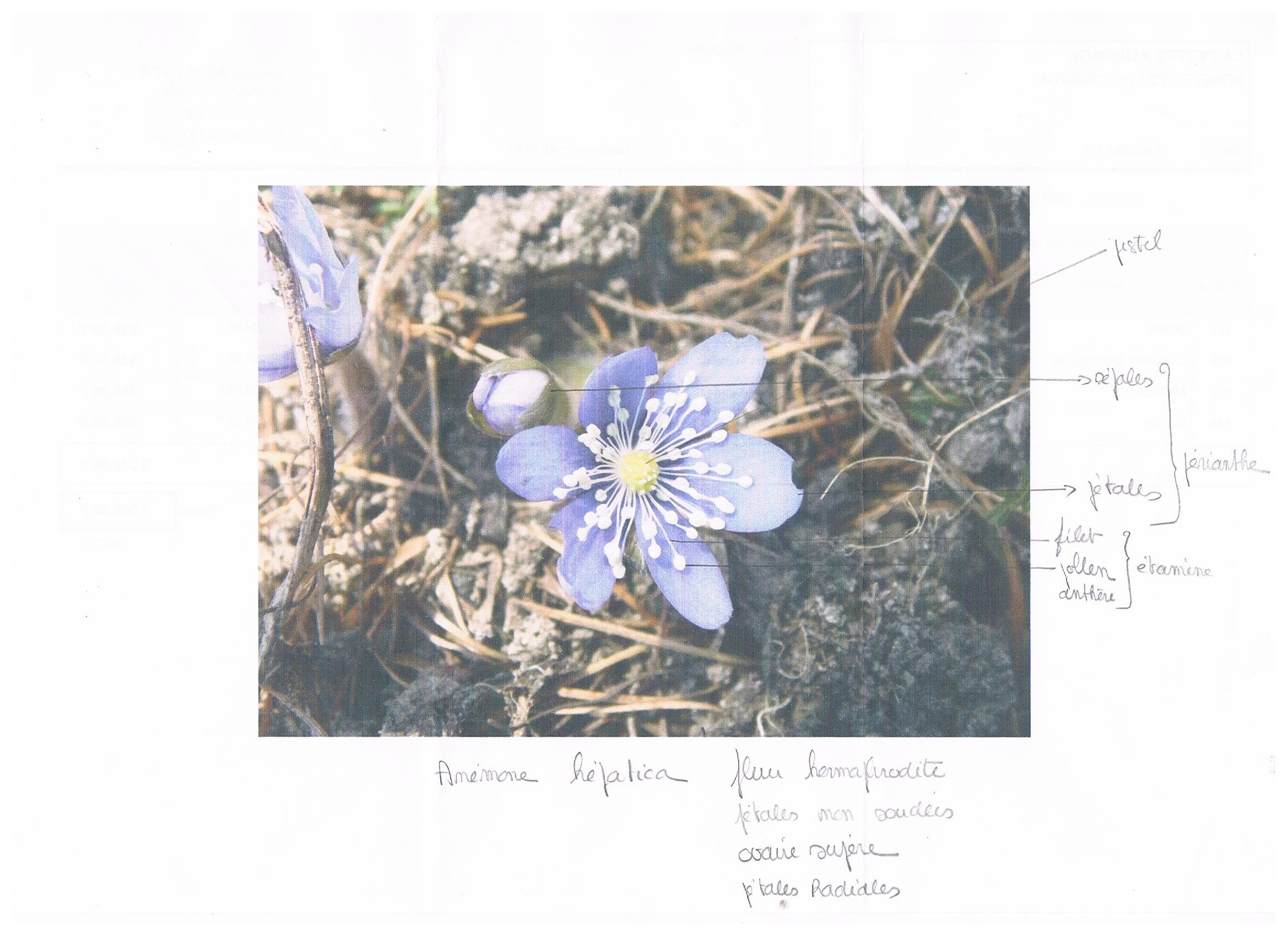 Annexe anemone hepatica.jpeg