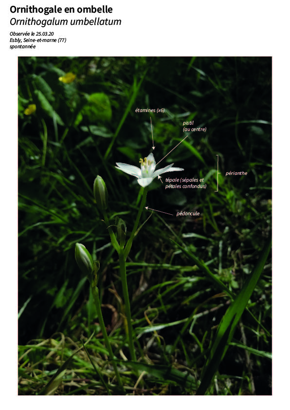 Annexe Plan de travail 1-20 (1).jpg