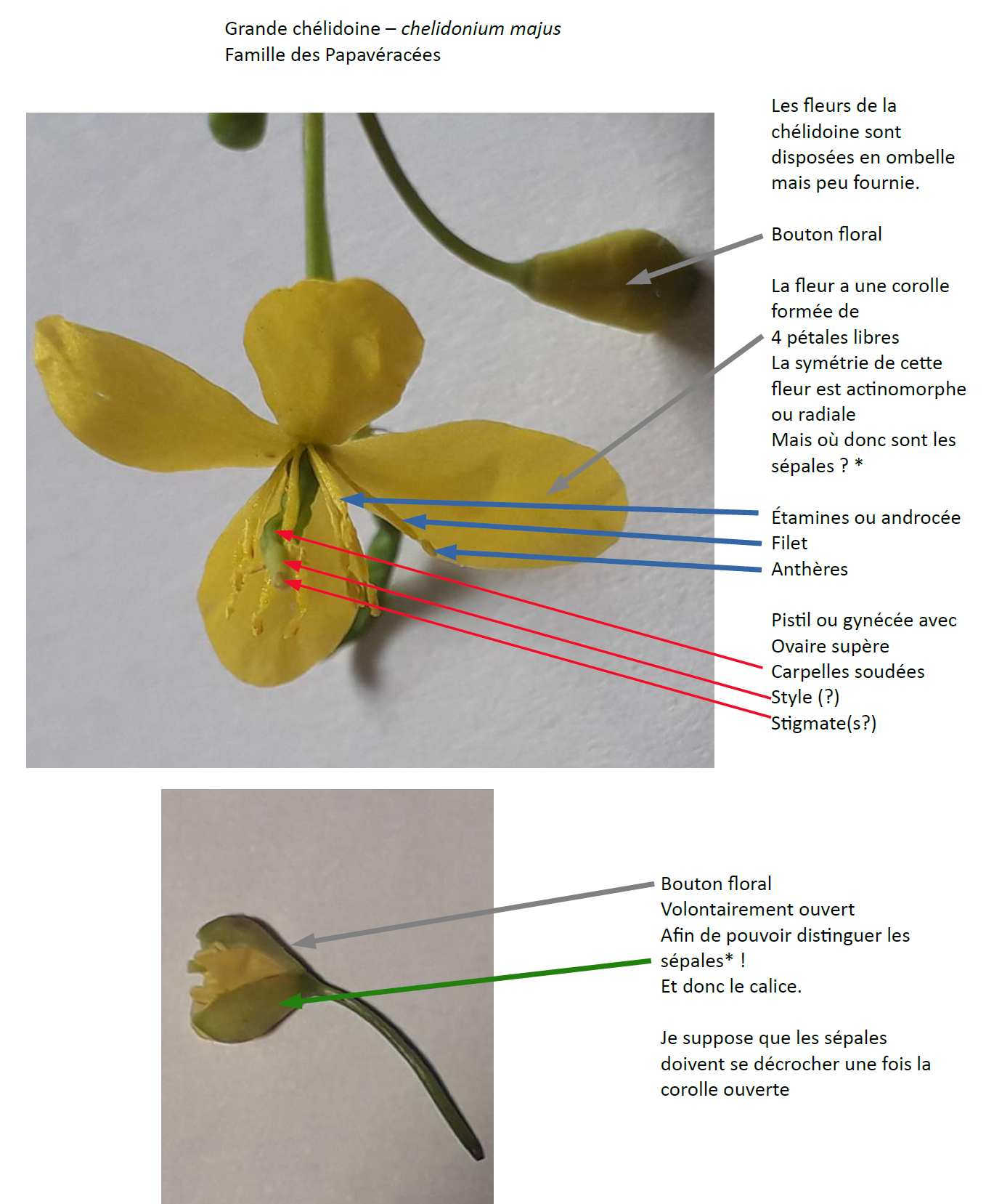 Annexe Chelidonium majus.jpg