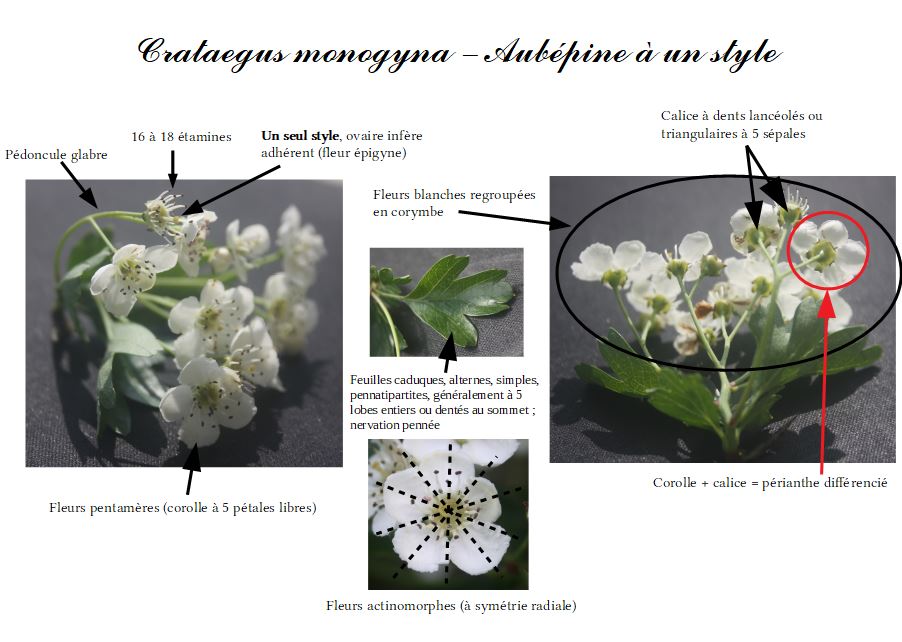 Annexe Activité seq 3.JPG