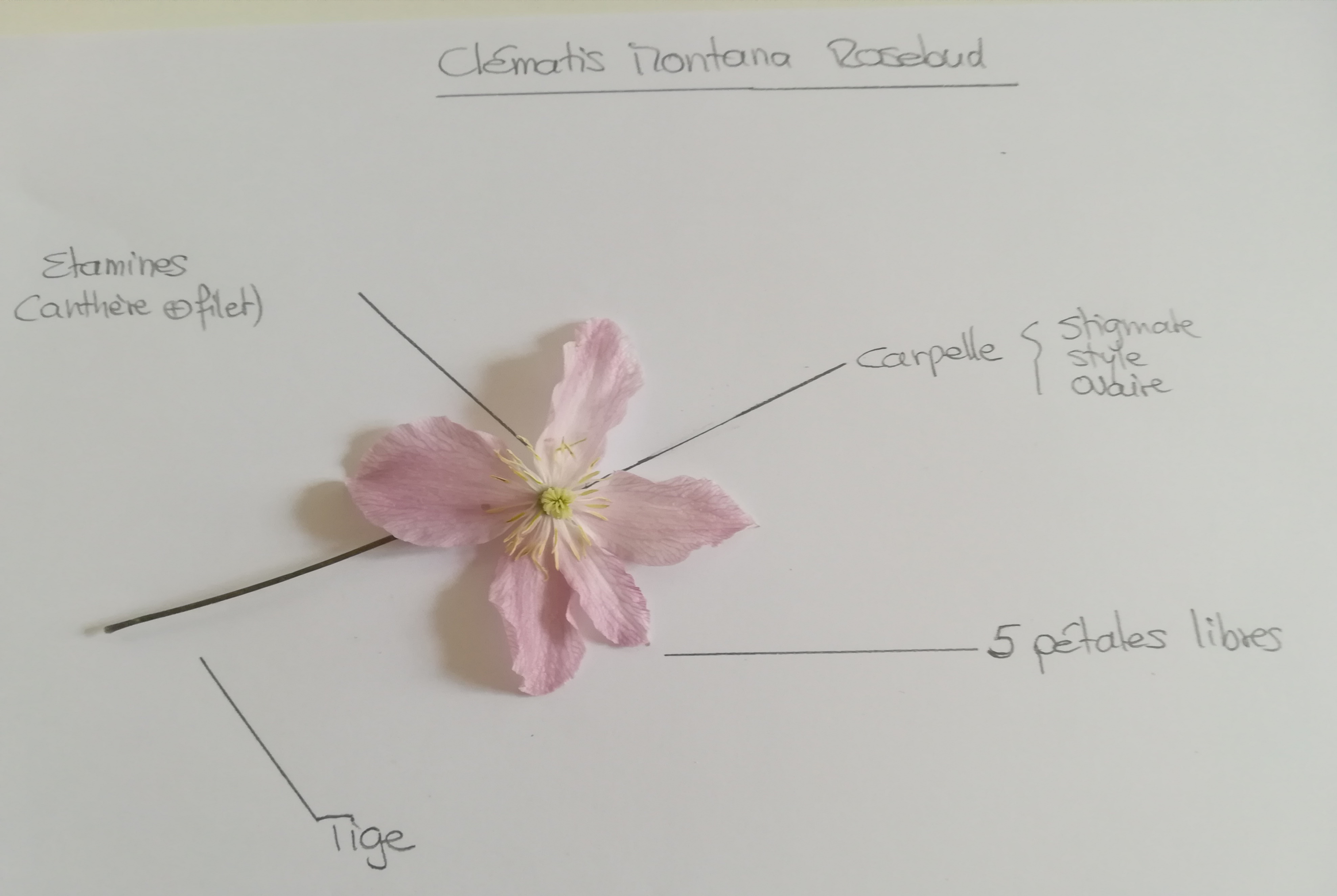 Annexe IMG_20200426_161159.jpg