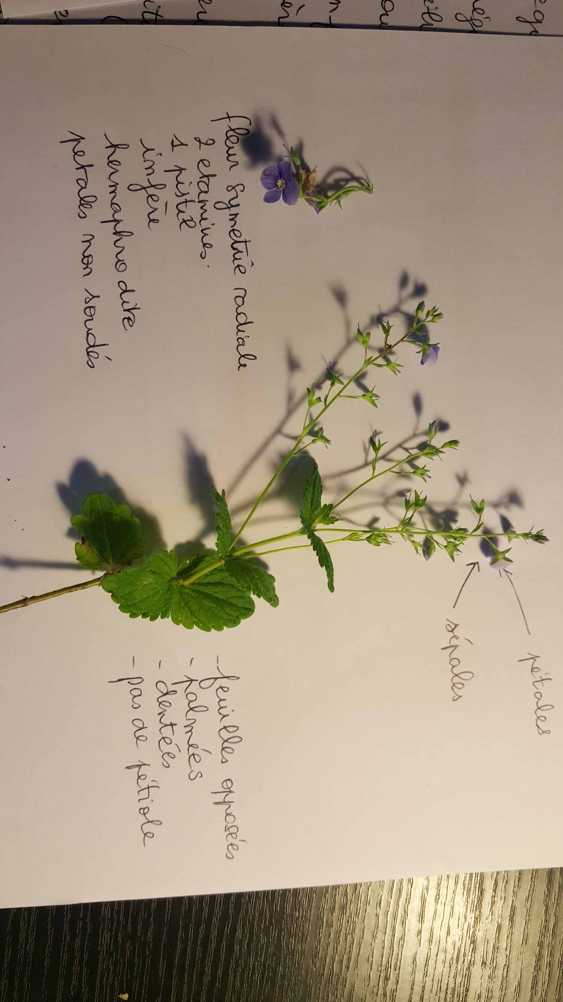 Annexe petite fleur bleue.jpg