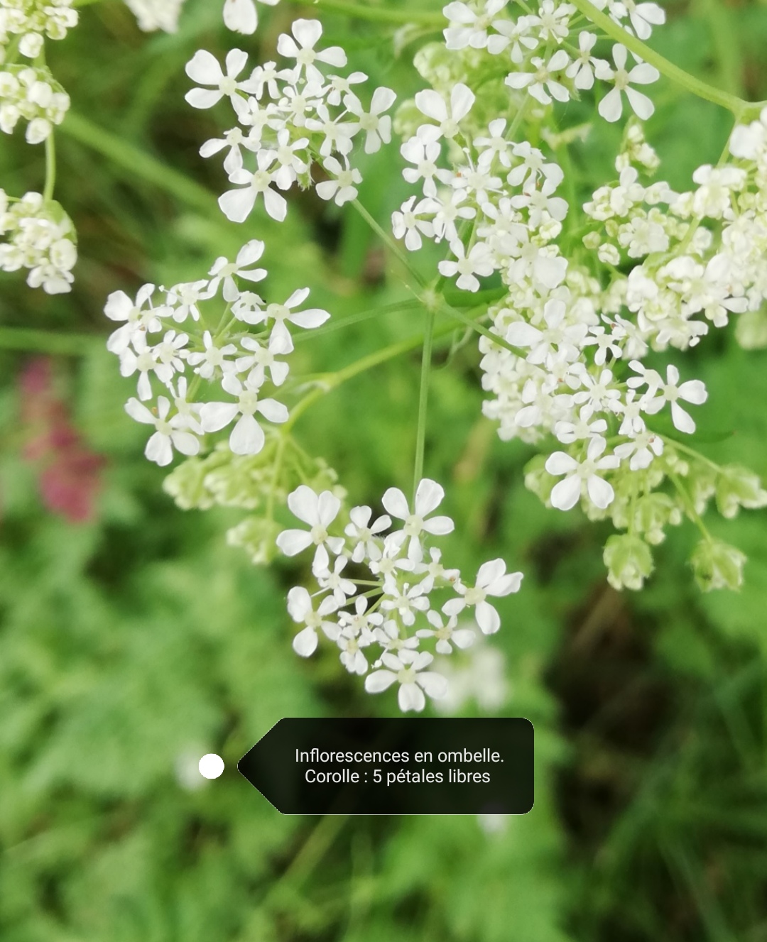 Annexe IMG_20200426_125206.jpg