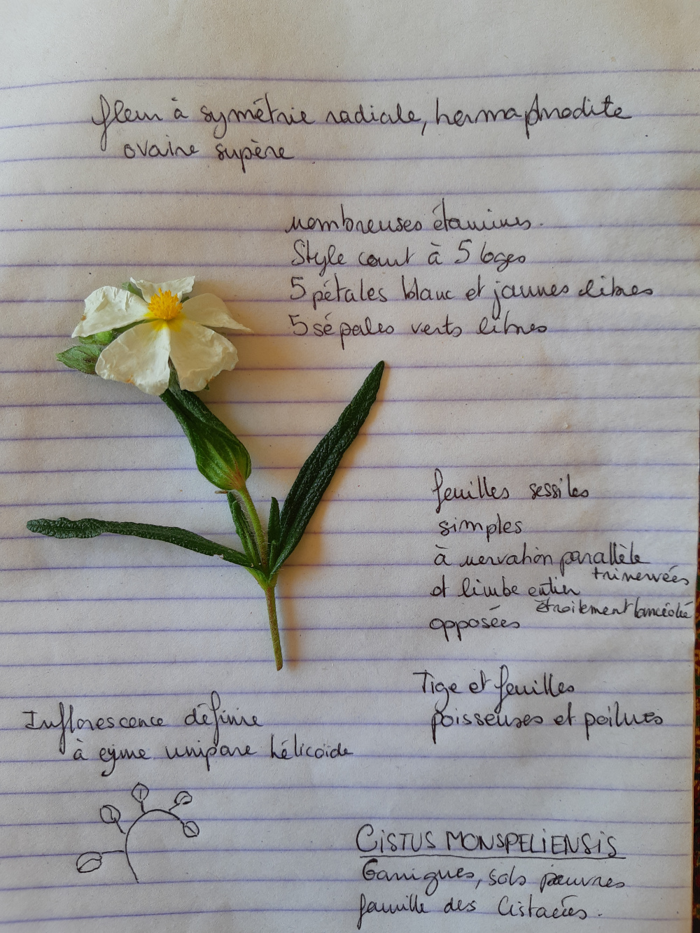 Annexe Cistus_monspeliensis_red.jpg