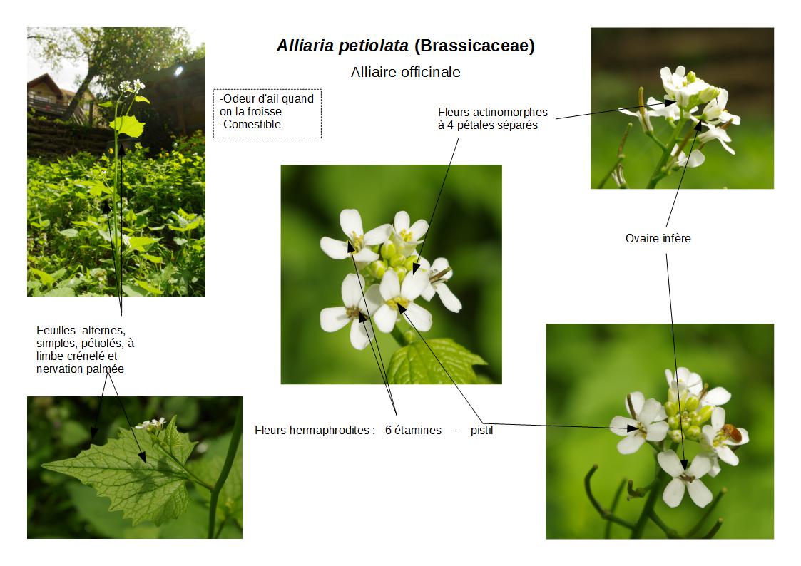 Annexe Alliaria petiolata.jpg