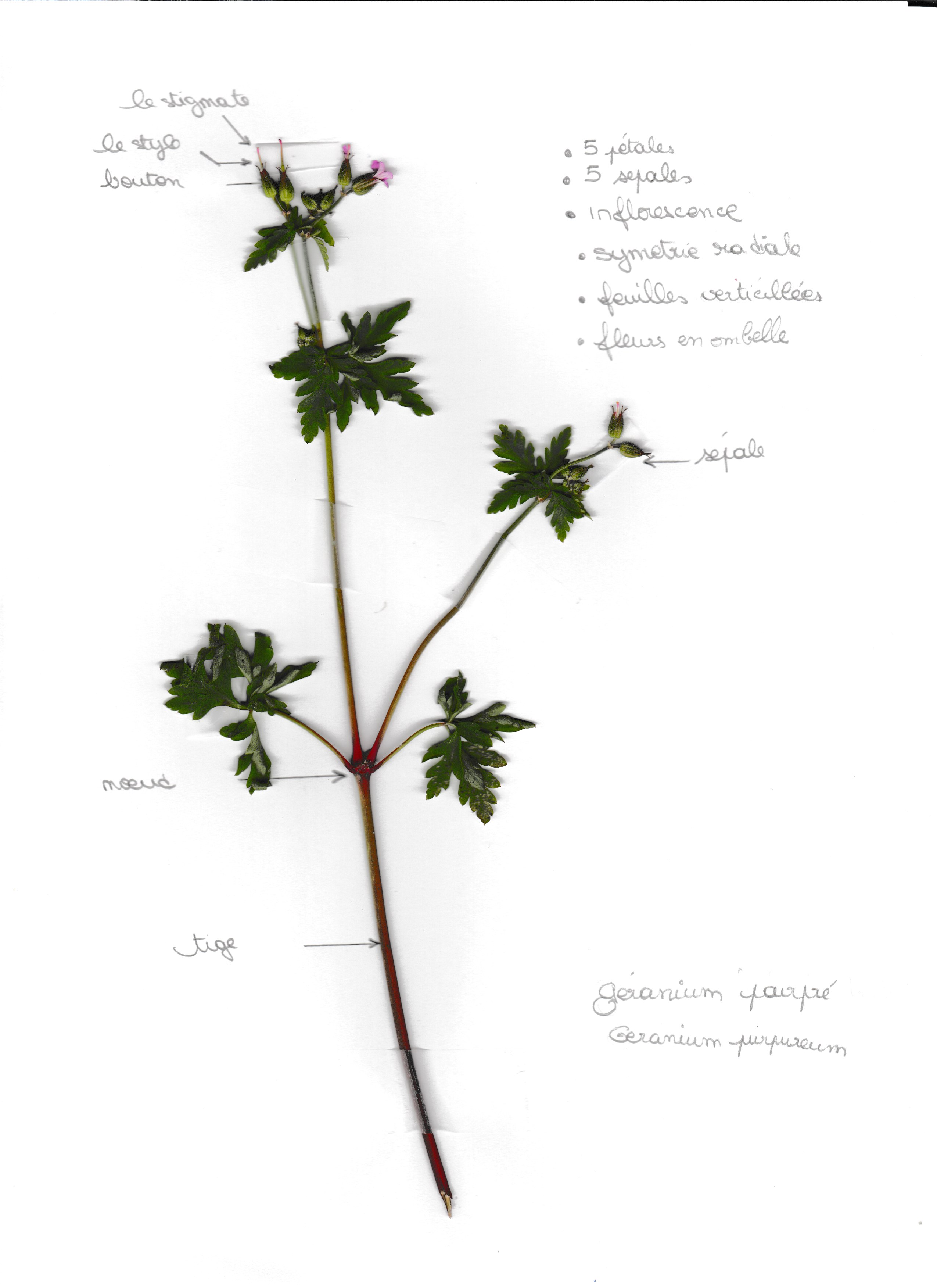 Annexe Activité florale.jpg