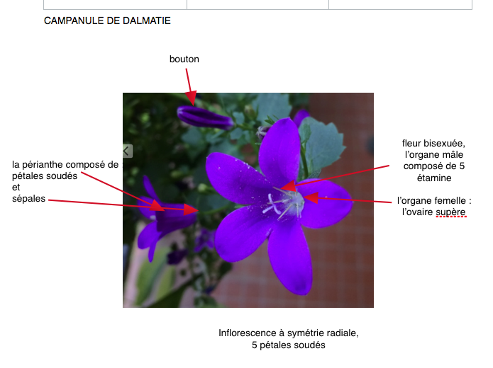 Annexe Capture d’écran 2020-04-27 à 15.04.40.png