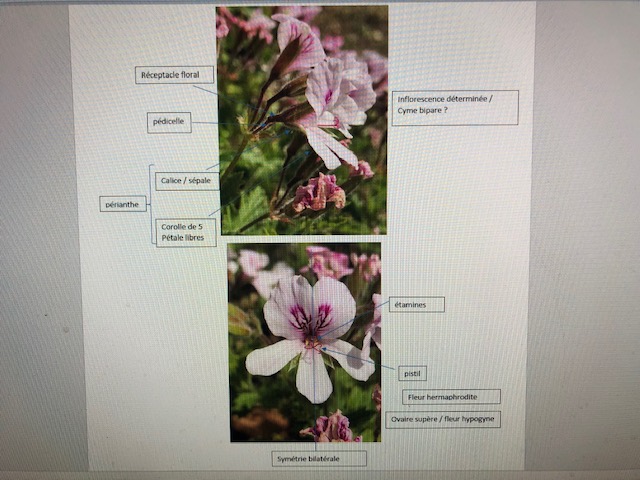 Annexe IMG_6435 (1).jpg