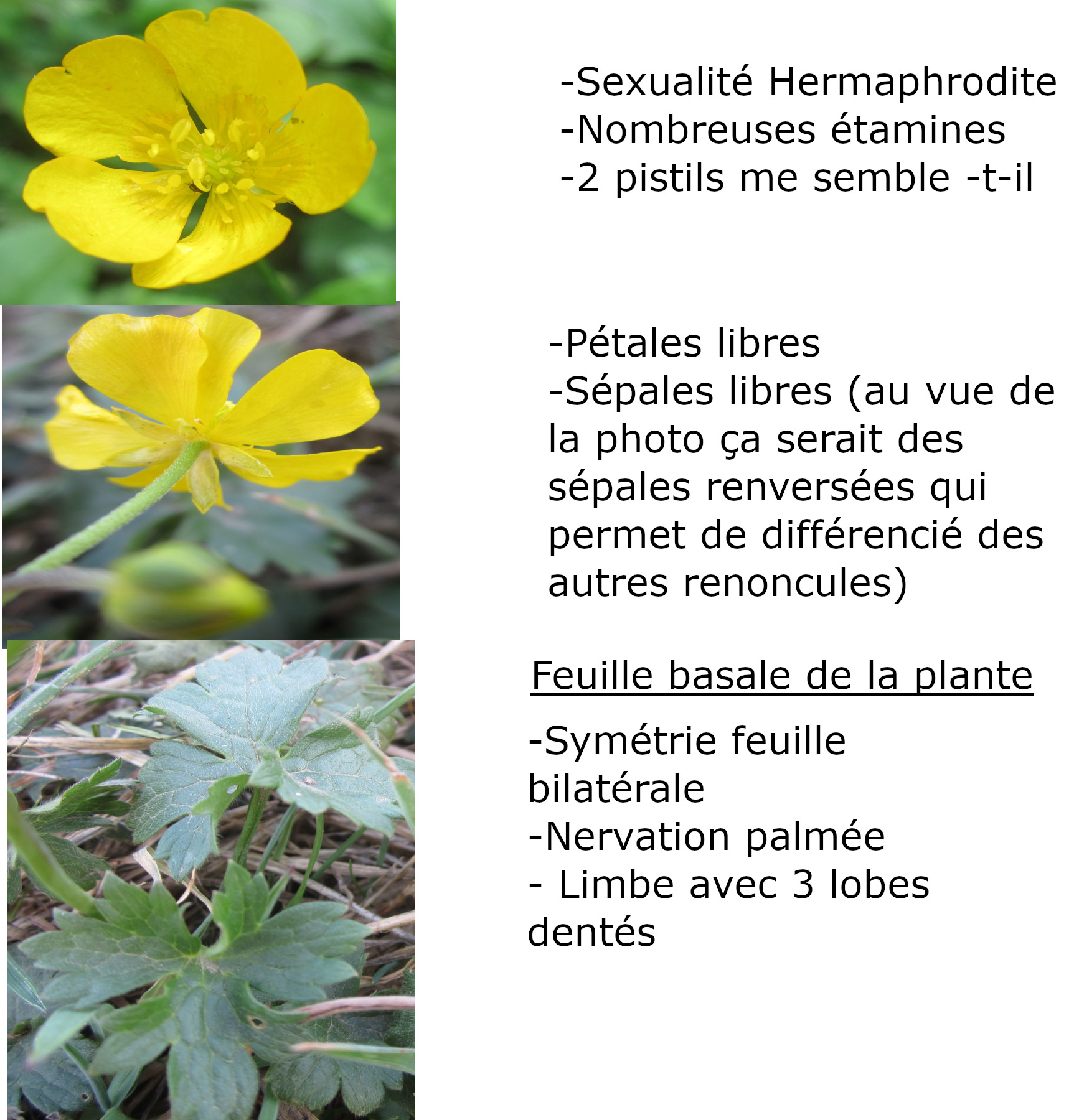 Annexe Image renoncule Acre.jpg