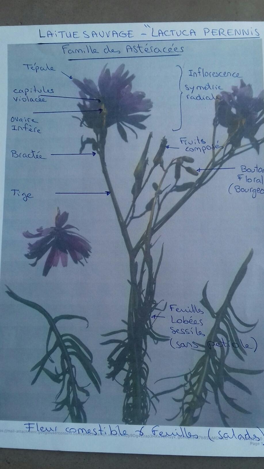 Annexe laitue sauvage.jpg