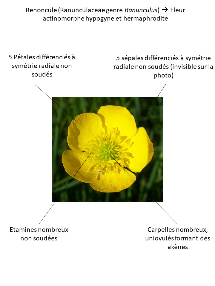 Annexe Renoncule.jpg