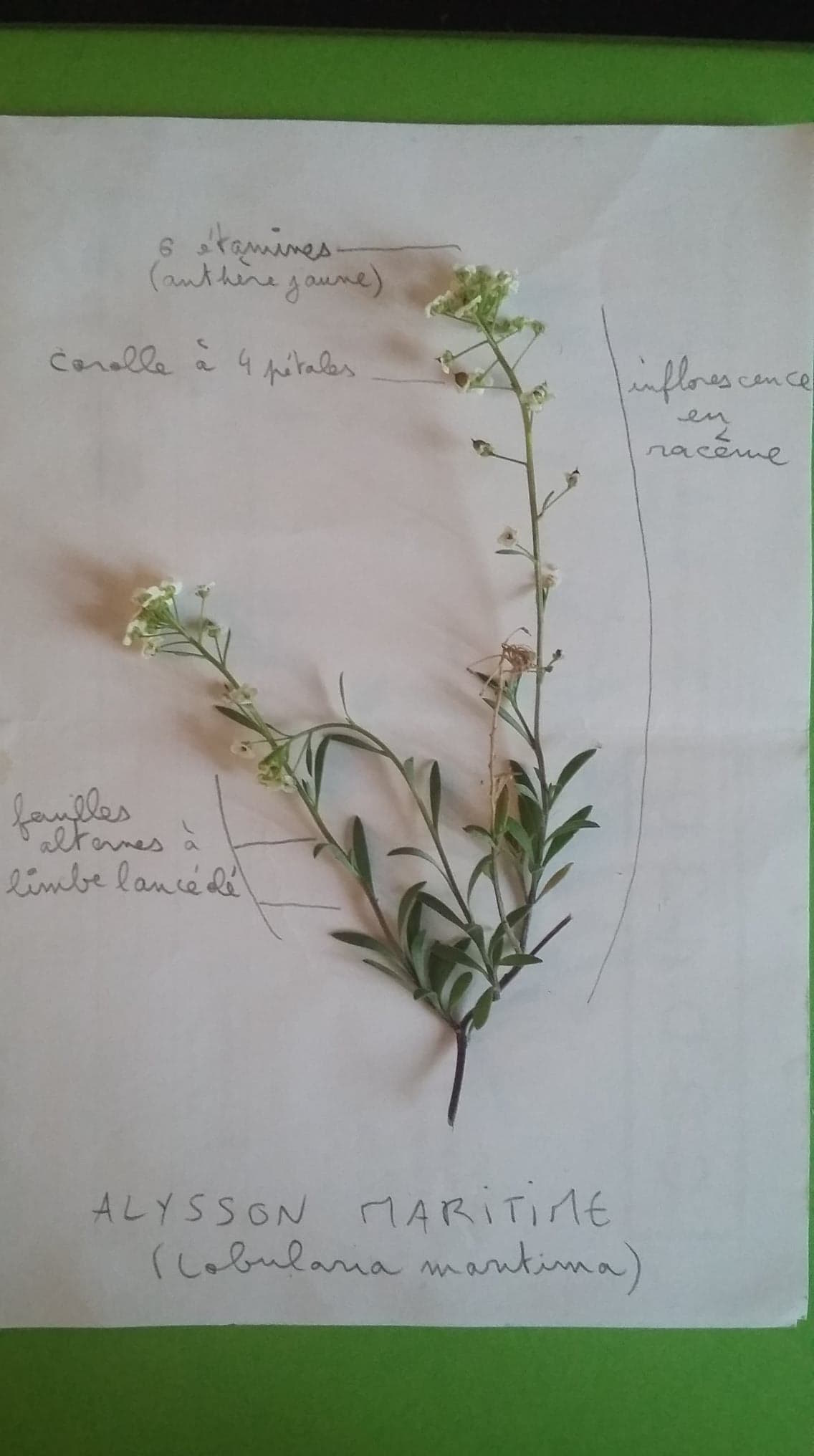 Annexe activité seq.3 - alysson maritime.jpg