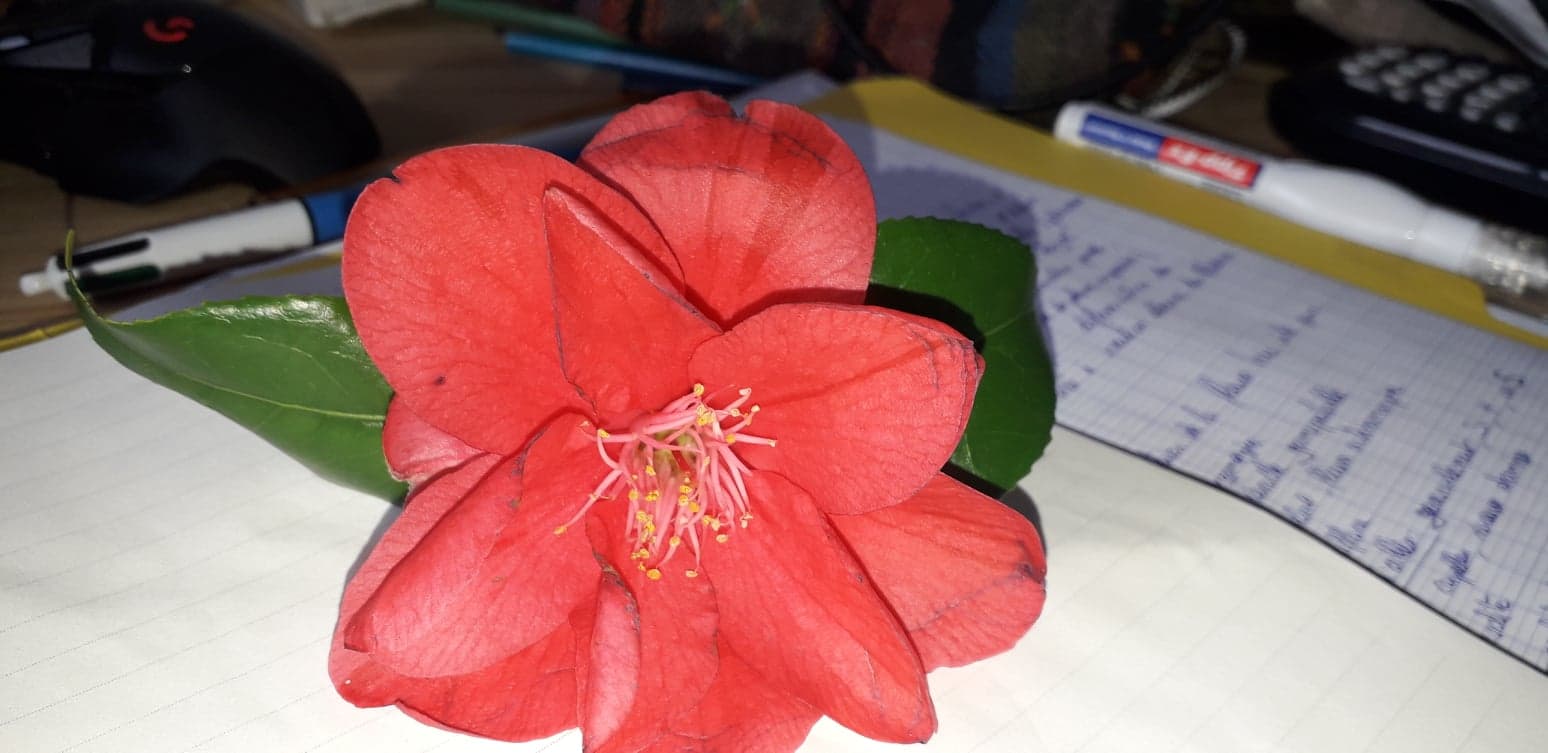 Annexe 94700139_543270473232525_7096708947196772352_n.jpg